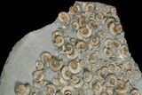 Ammonite (Promicroceras) Mass Mortality - Lyme Regis #130621-1